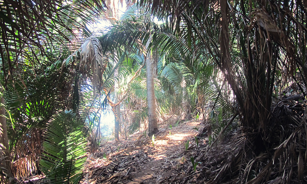 Jungle-path