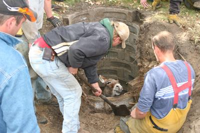 donkey_in_well2