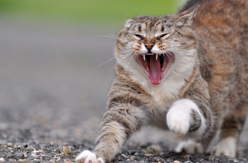ferocious cat